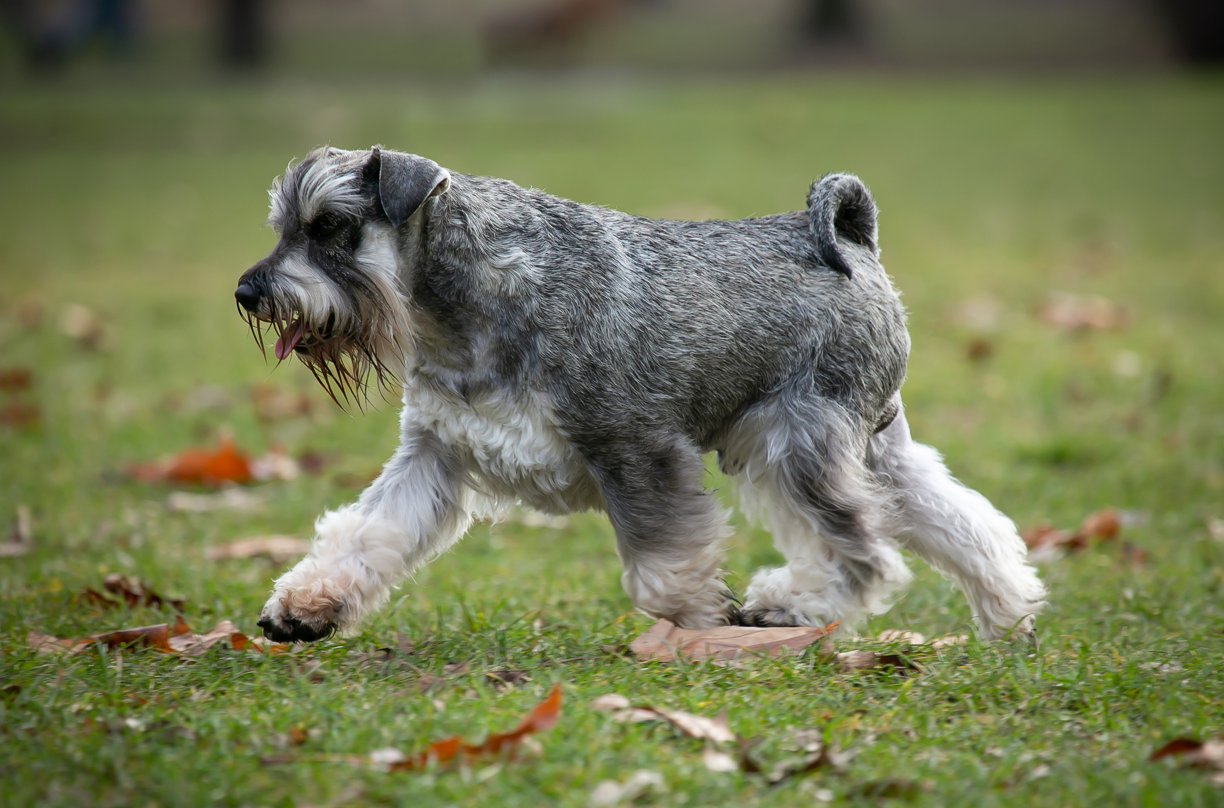 Miniature schnauzers Tomar's The Fix is in